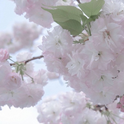 新野福瑞交流群